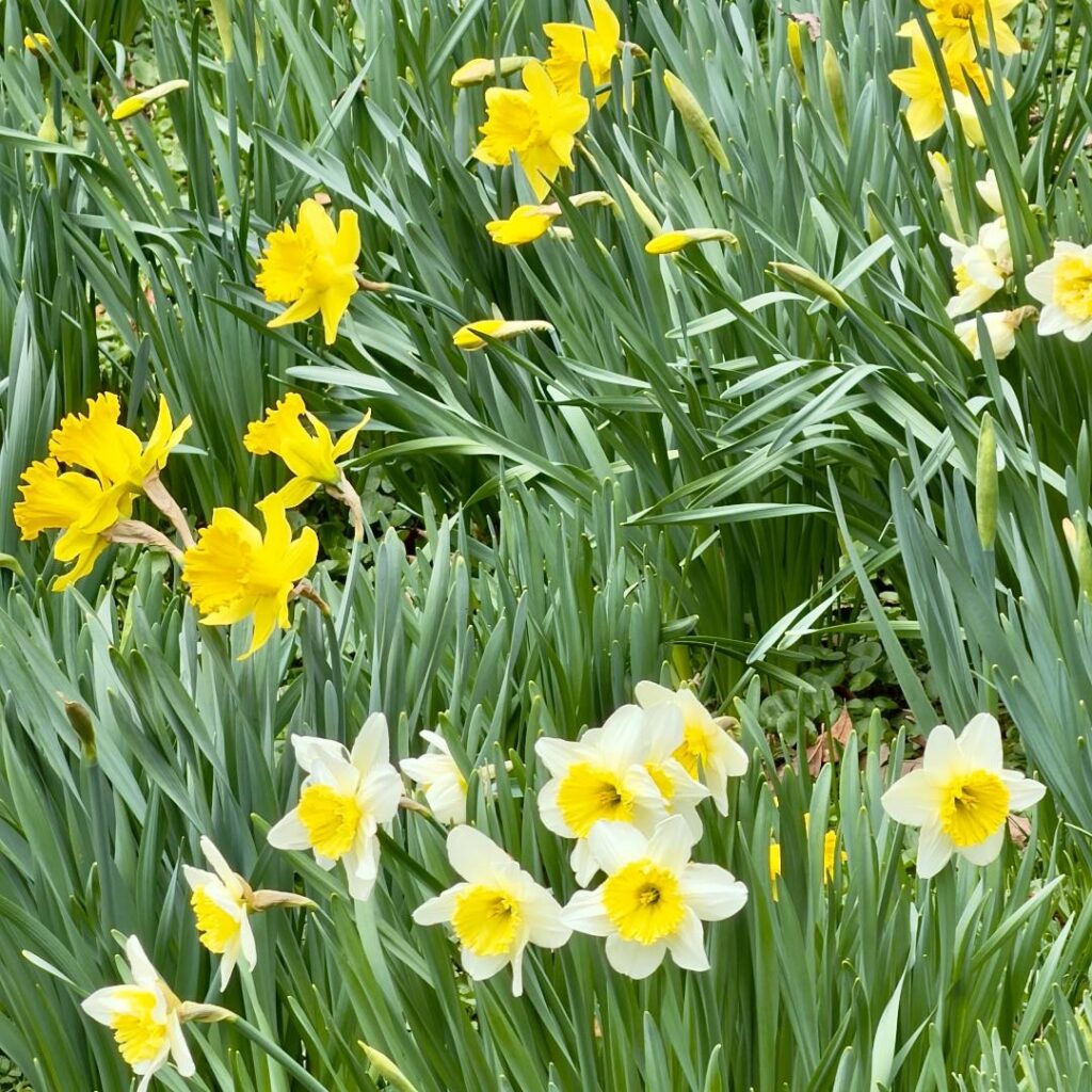 Lionel Delevingne - photo of dafidils