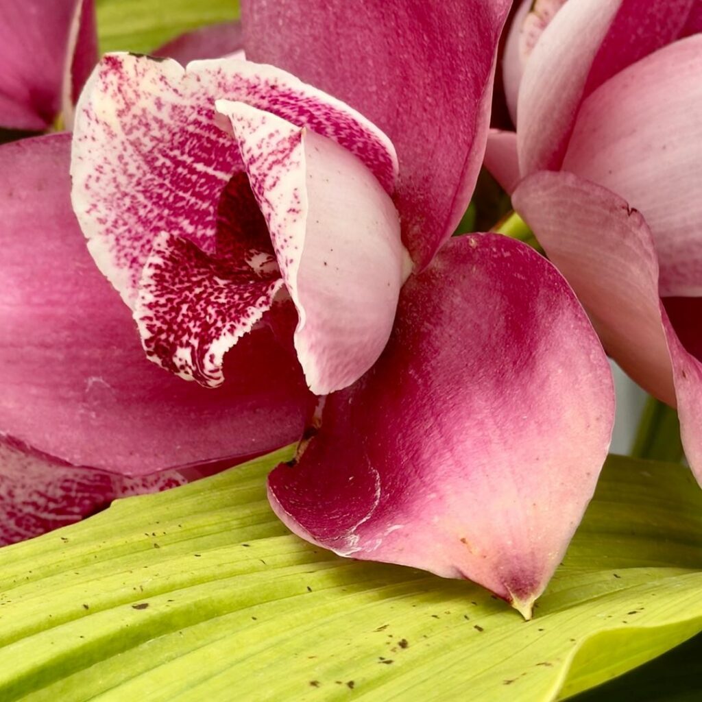 Lionel Delevingne - flower photo