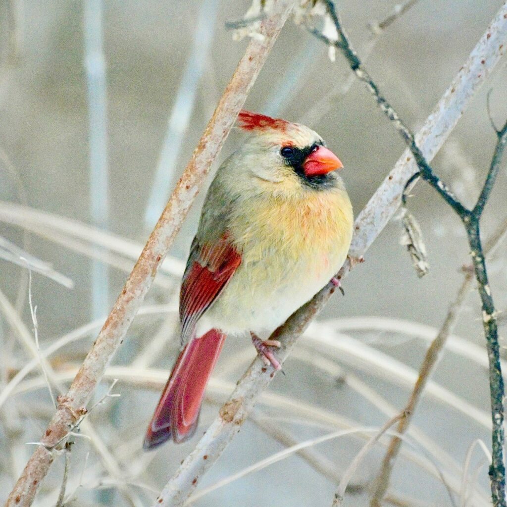 Photo: Lionel Delevingne