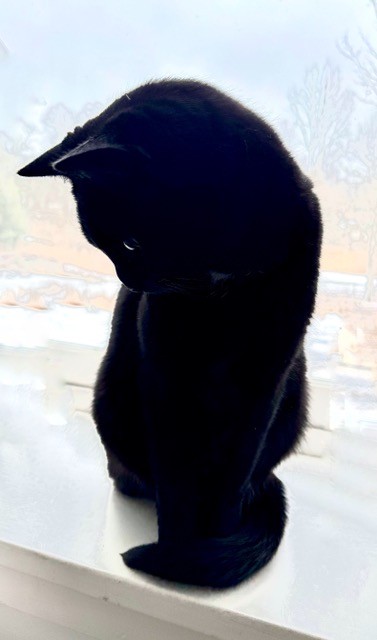 Photo: Jay Rhind - black kitten
