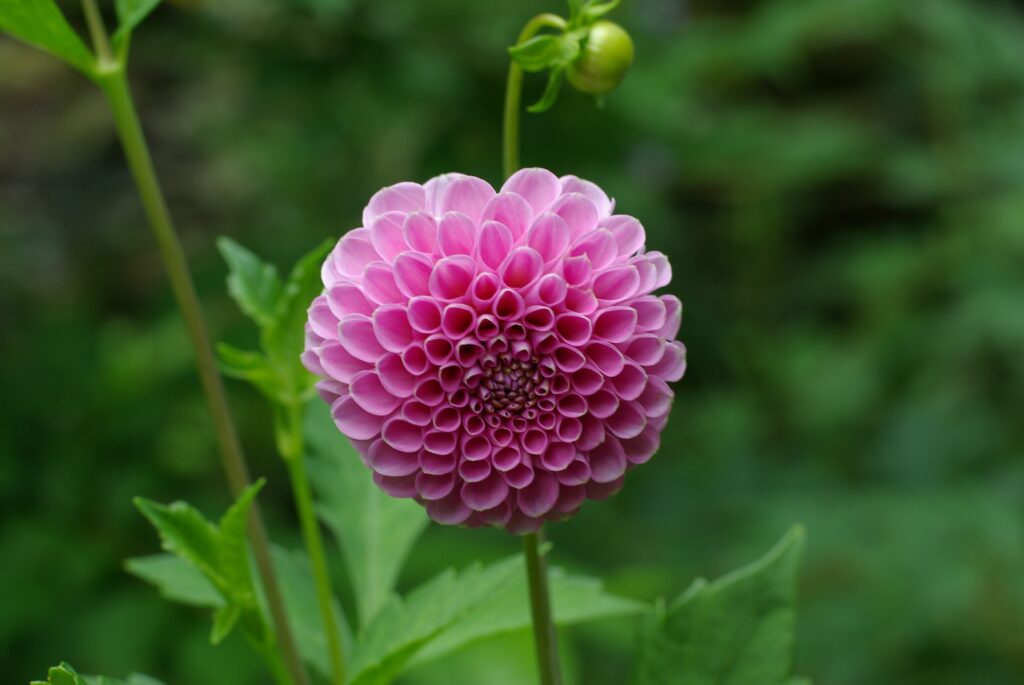 Photo: Jon Wojcik - flower