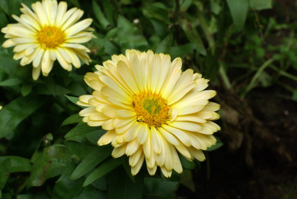 Photo: Jan Wojcik - Daisy