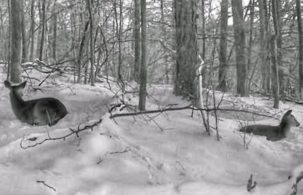 Photo: Jay Rhind - Dear in snow