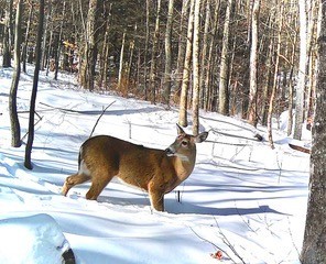 Photo: Jay Rhind - deer