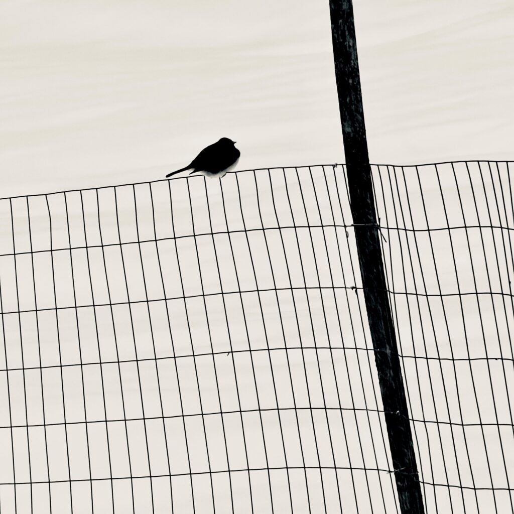 Photo-Lionel Delevingne - Bird on a wire fence