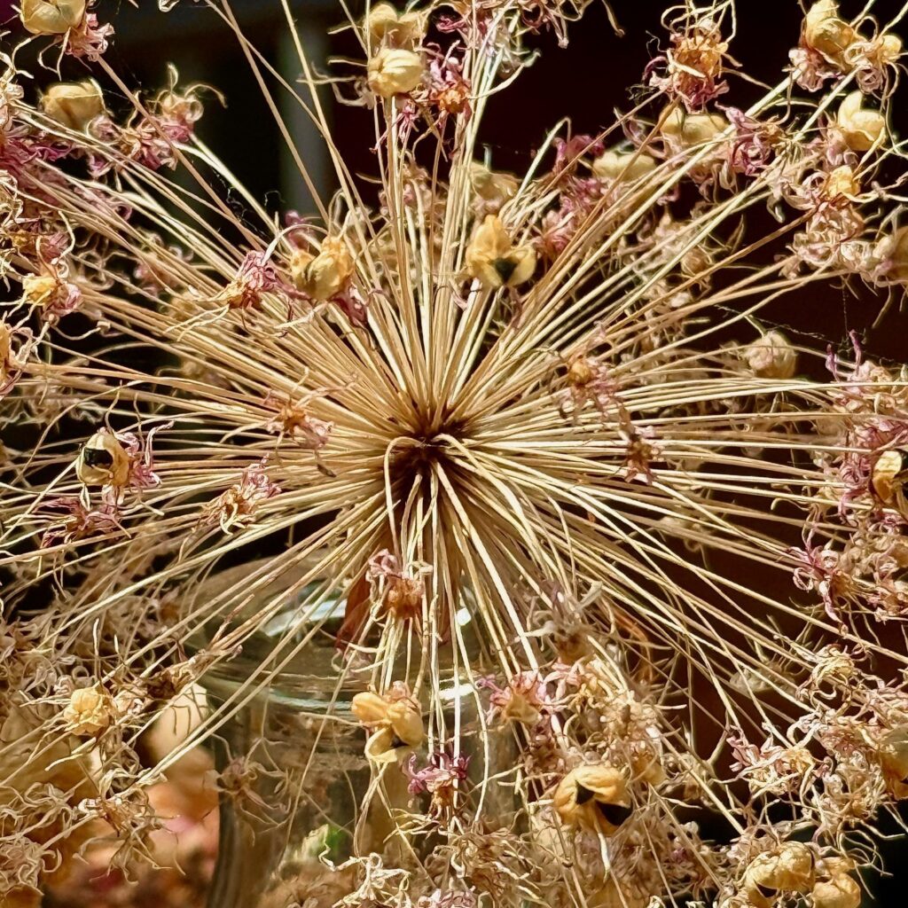 Photo: Lionel Delevingne - dried flowers
