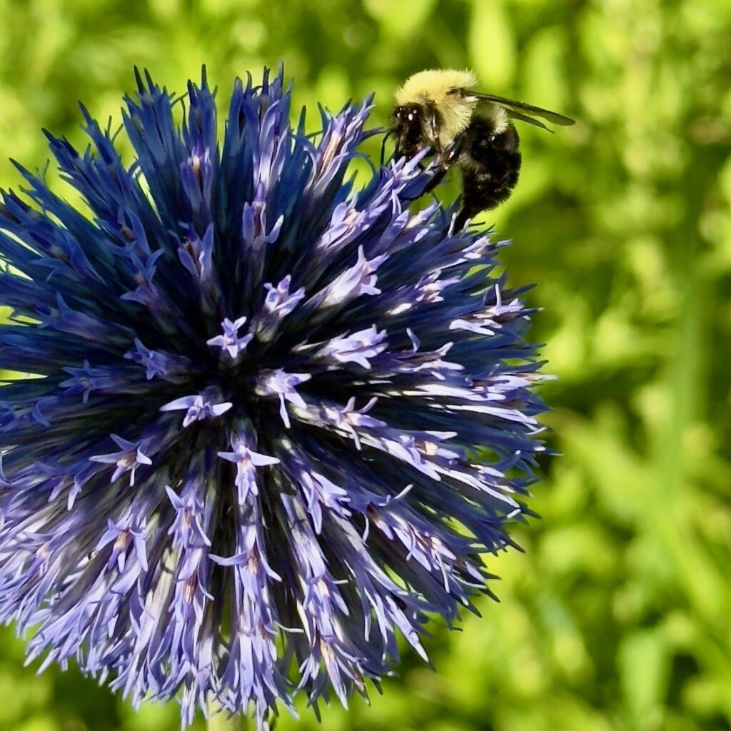 Photo: Lionel Delevingne - purple flower
