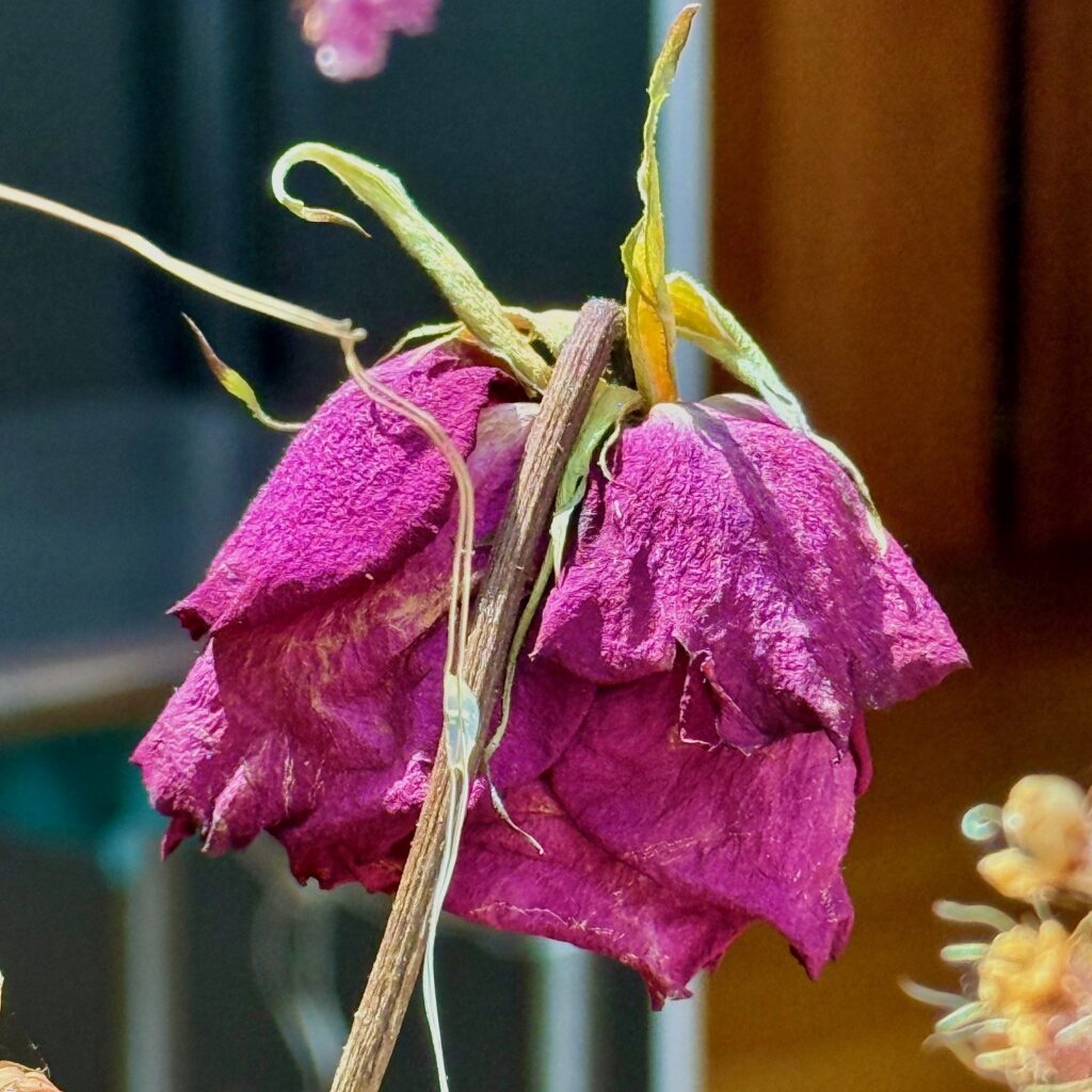 Photo: Lionel Delevingne - purploe rose
