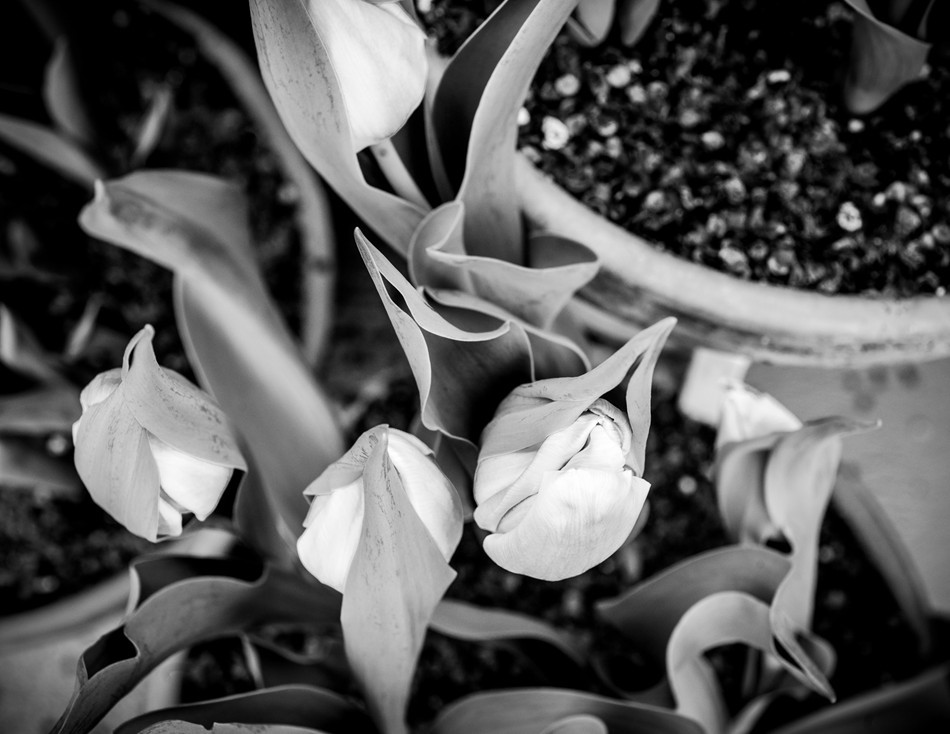 Photo: Dana Goedewaagen