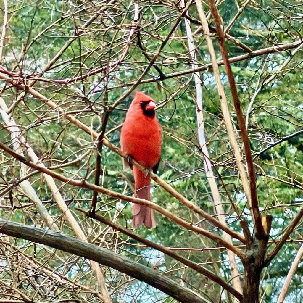 Photo: Dana Goedewaagen