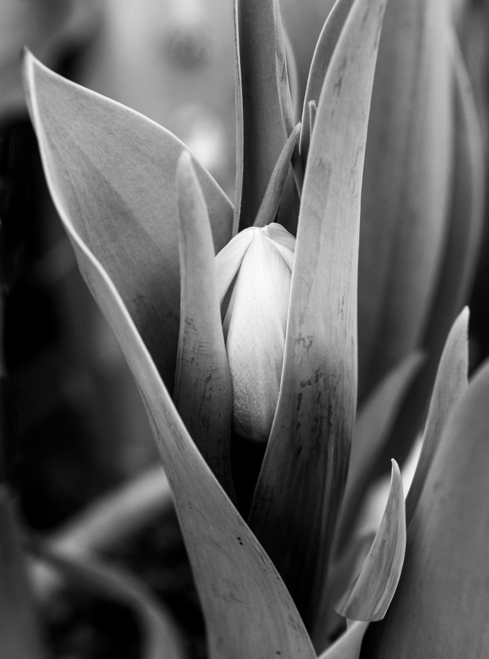 Photo by Dana Goedewaagen 