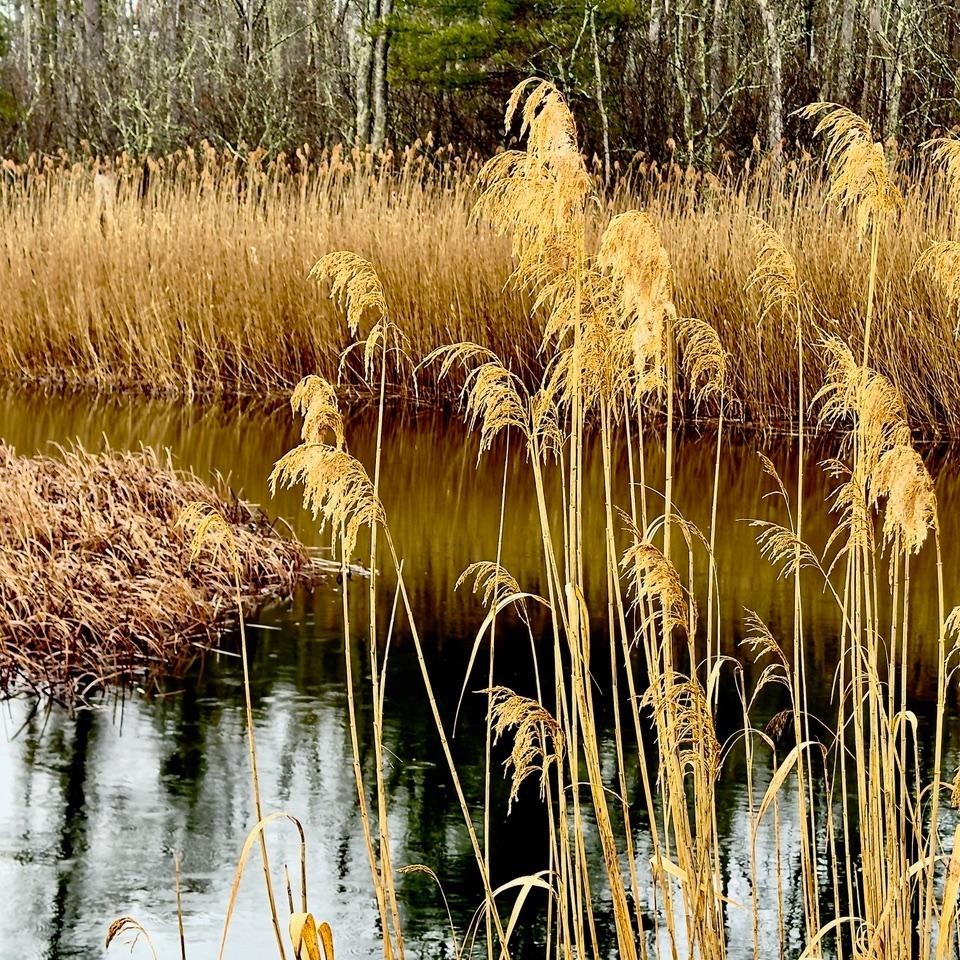 Photo by Lionel Delevingnerays 