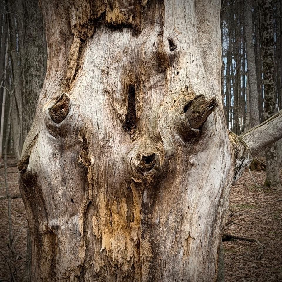 Photo: Lionel Delevingne