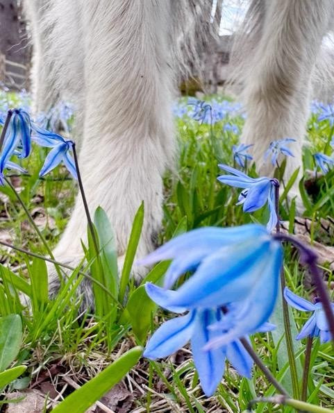 Scillia Photo by Jay Rhind