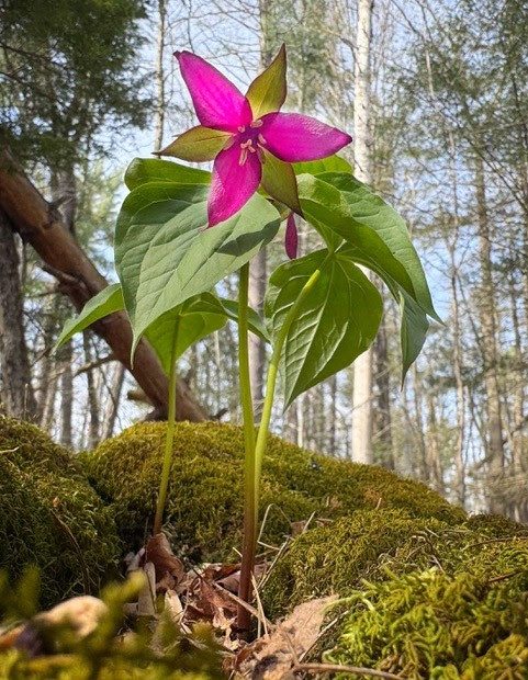 Trillium photo: Jay Rhind