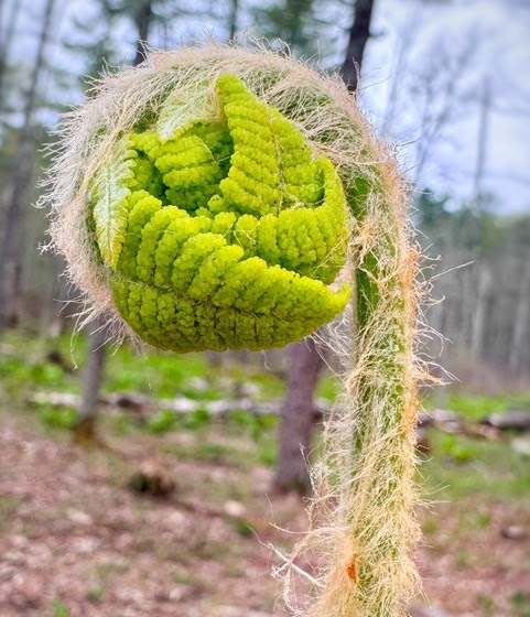 Unopened Fiddle Fern     Jay Rhind 