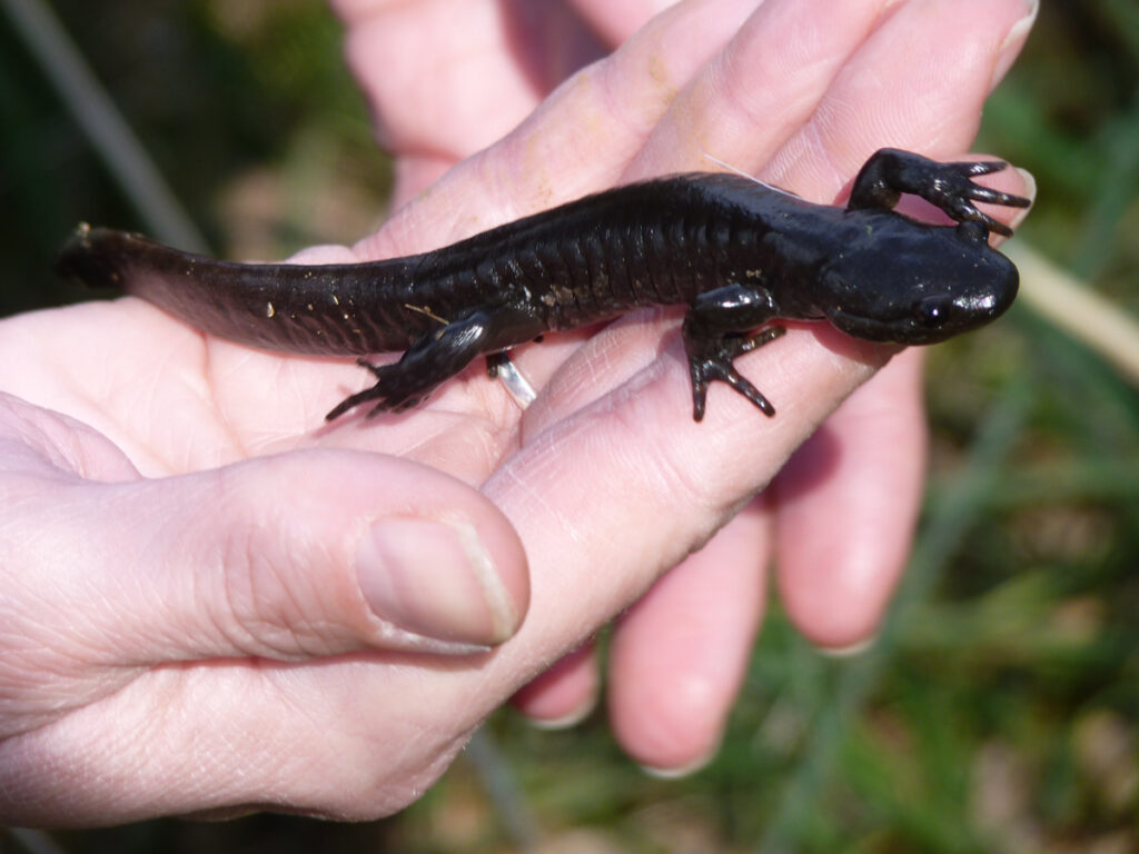 Jefferson salamander.