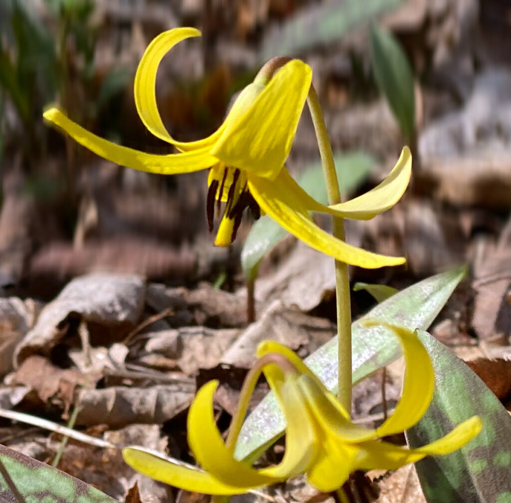 Trout lilies.
