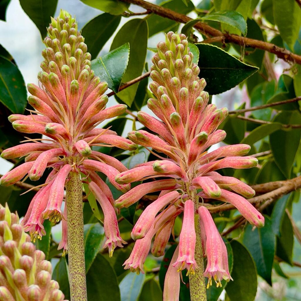 Flowers with pink tubed petals