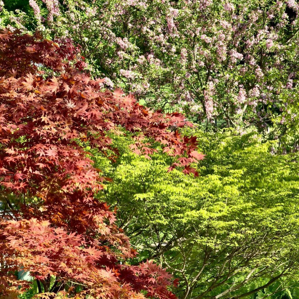 Lionel Delevingne photo red maple